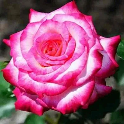 Саженцы роз АРИФА флорибунда  Саженцы роз АРИФА флорибунда в Москве