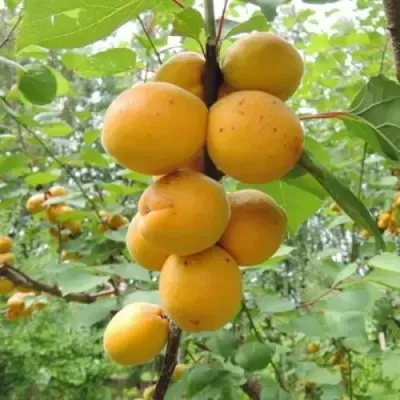Абрикос ДЕСЕРТНЫЙ ГОЛУБЕВА — описание сорта Абрикос ДЕСЕРТНЫЙ ГОЛУБЕВА в Москве