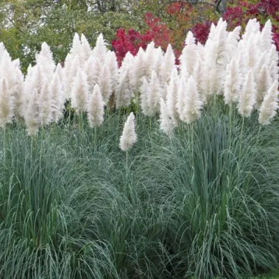 Кортадерия белая (пампасная трава) в Москве