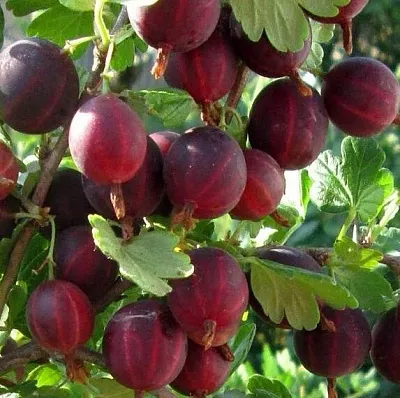 Крыжовник ХИННОМАКИ РОТ  Крыжовник ХИННОМАКИ РОТ в Москве