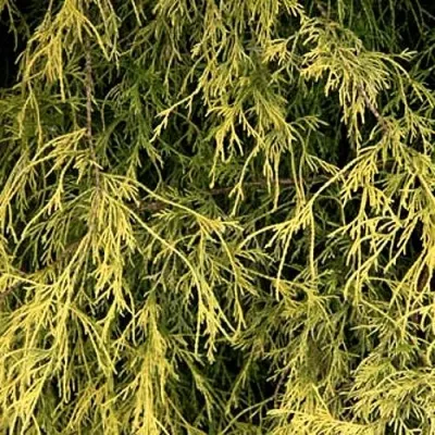 Кипарисовик ФИЛИФЕРА АУРЕА горохоплодный — описание сорта Кипарисовик ФИЛИФЕРА АУРЕА горохоплодный в Москве