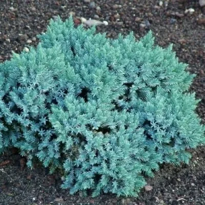 Можжевельник БЛЮ СТАР чешуйчатый — описание сорта Можжевельник БЛЮ СТАР чешуйчатый в Москве