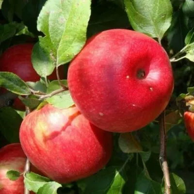 Яблоня ВАЛЕРИЯ — описание сорта Яблоня ВАЛЕРИЯ в Москве