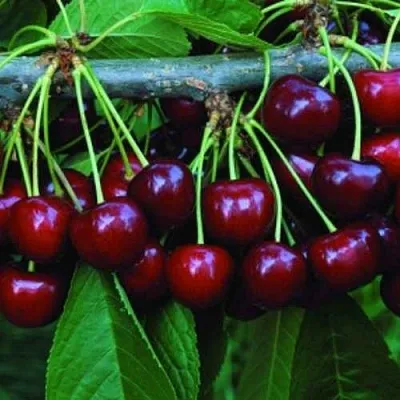 Черешня ВЕДА  Черешня ВЕДА в Москве