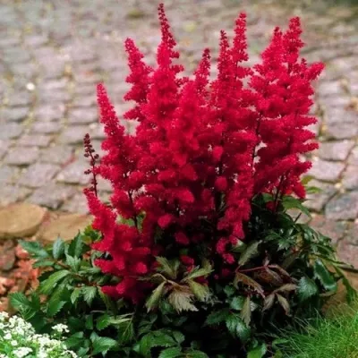 Астильба ГЛАТ Арендса — описание сорта Астильба ГЛАТ Арендса в Москве