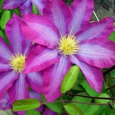 Клематис КАКИО  Клематис КАКИО в Москве