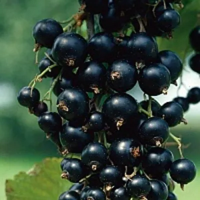 Смородина чёрная ВЕЛОЙ (ЛЕНИНГРАДСКАЯ СЛАДКАЯ) — описание сорта Смородина чёрная ВЕЛОЙ (ЛЕНИНГРАДСКАЯ СЛАДКАЯ) в Москве