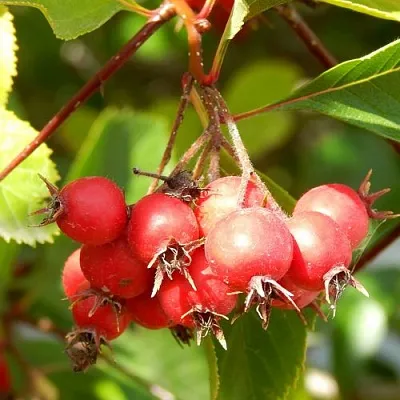 Боярышник ШАМИЛЬ  Боярышник ШАМИЛЬ в Москве