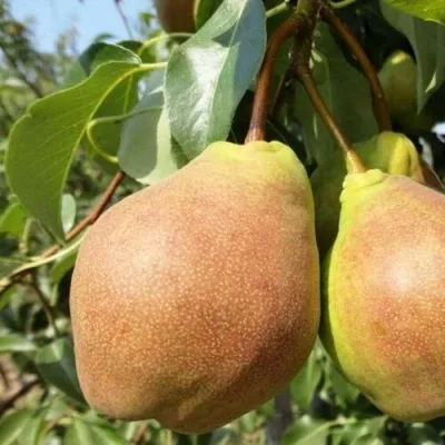 Груша СУПЕРЛЕТНЯЯ в Москве