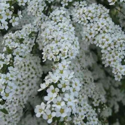 Спирея АРГУТА — описание сорта Спирея АРГУТА в Москве