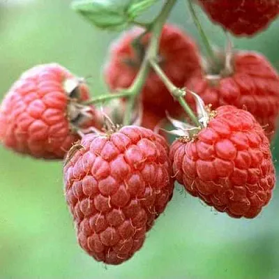 Малина ХЕРИТЕЙДЖ  Малина ХЕРИТЕЙДЖ в Москве