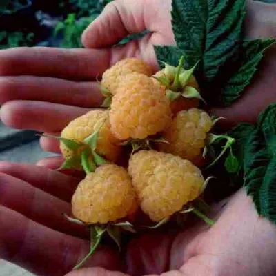 Малина ЗЮГАНА ЗОЛОТАЯ — описание сорта Малина ЗЮГАНА ЗОЛОТАЯ в Москве