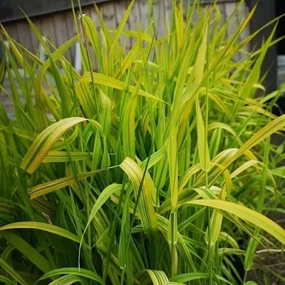 Фалярис АРКТИК САН тростниковый  Фалярис АРКТИК САН тростниковый в Москве