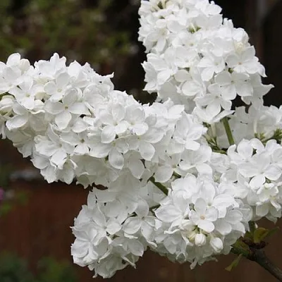 Сирень ФЛОРА  Сирень ФЛОРА в Москве