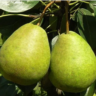 Груша ЛАГОДНАЯ  Груша ЛАГОДНАЯ в Москве