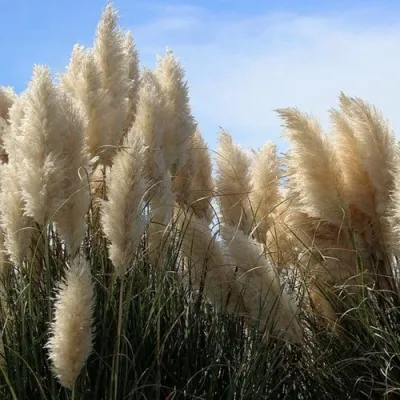 Кортадерия белая (пампасная трава) в Москве