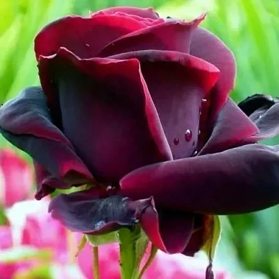 Саженцы роз ЧЕРНЫЙ ПРИНЦ чайно-гибридная  Саженцы роз ЧЕРНЫЙ ПРИНЦ чайно-гибридная в Москве