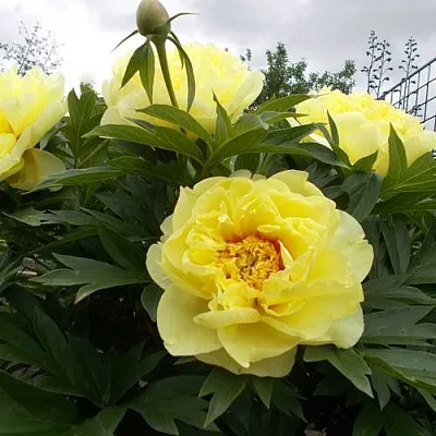 Пион БАРЦЕЛЛА ито-гибрид  Пион БАРЦЕЛЛА ито-гибрид в Москве