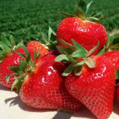 Клубника ДЖОЛИ в Москве