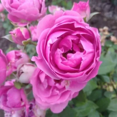 Саженцы роз МИСТИ БАБЛС спрей — описание сорта Саженцы роз МИСТИ БАБЛС спрей в Москве