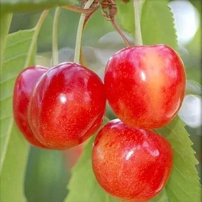 Черешня МЕДУНИЦА  Черешня МЕДУНИЦА в Москве