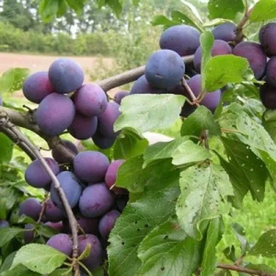 Слива ПЕРДРИГОН — описание сорта Слива ПЕРДРИГОН в Москве