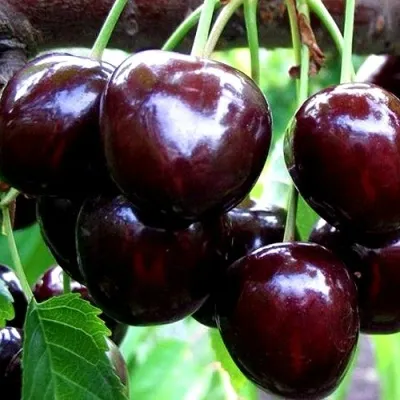 Вишня ШОКОЛАДНИЦА в Москве