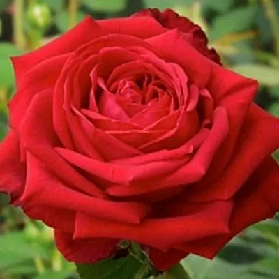 Саженцы роз СОФИ ЛОРЕН чайно-гибридная  Саженцы роз СОФИ ЛОРЕН чайно-гибридная в Москве