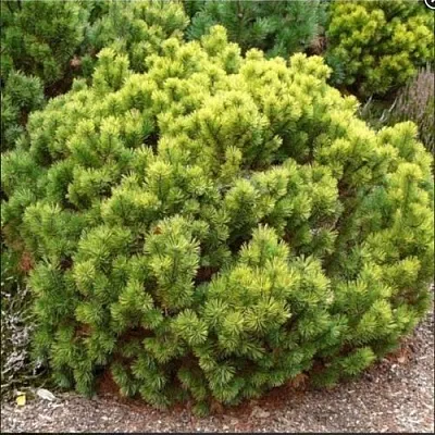 Ель ДАНС ДВАРФ обыкновення  Ель ДАНС ДВАРФ обыкновення в Москве