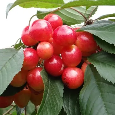 Черешня ГАСТИНЕЦ — описание сорта Черешня ГАСТИНЕЦ в Москве