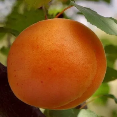 Абрикос ОЛИМП в Москве