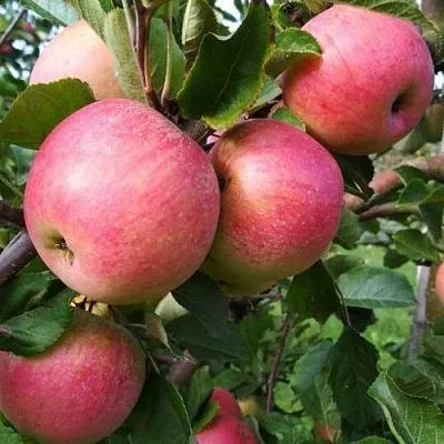 Яблоня ТЕРЕМОК  Яблоня ТЕРЕМОК в Москве