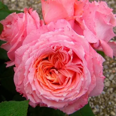 Саженцы роз ИНСТИТУТ ЛЮМЬЕР шраб — описание сорта Саженцы роз ИНСТИТУТ ЛЮМЬЕР шраб в Москве