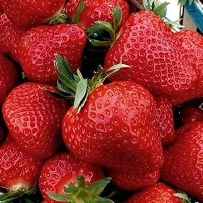 Клубника КЛЕРИ — описание сорта Клубника КЛЕРИ в Москве