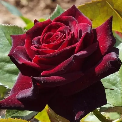 Саженцы роз БЛЭК БАККАРА чайно-гибридная  Саженцы роз БЛЭК БАККАРА чайно-гибридная в Москве