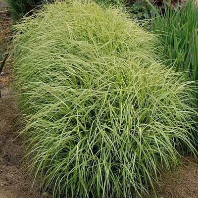 Осока ВАРИЕГАТА пальмолистная  Осока ВАРИЕГАТА пальмолистная в Москве