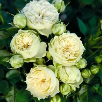 Саженцы роз БЛАНШЕТТ спрей — описание сорта Саженцы роз БЛАНШЕТТ спрей в Москве