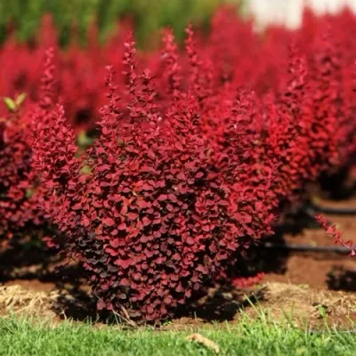 Барбарис ОРАНЖ РОКЕТ тунберга в Москве