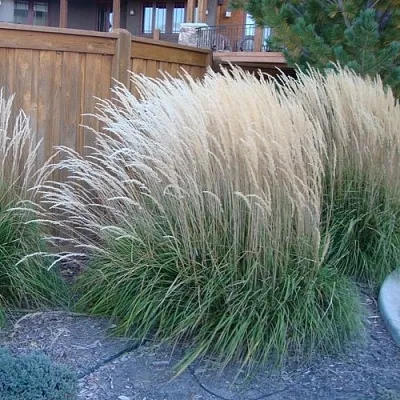 Вейник КАРЛ ФОРСТЕР остроцветковый  Вейник КАРЛ ФОРСТЕР остроцветковый в Москве