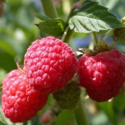 Малина РУДИ — описание сорта Малина РУДИ в Москве