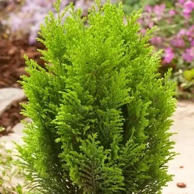 Кипарисовик ЭЛВУДИ ГОЛД лавсона  Кипарисовик ЭЛВУДИ ГОЛД лавсона в Москве