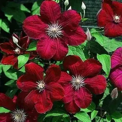 Клематис РУЖ КАРДИНАЛ — описание сорта Клематис РУЖ КАРДИНАЛ в Москве