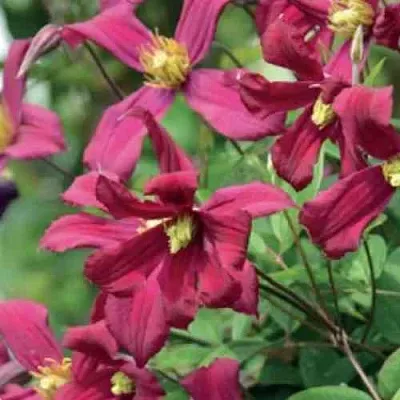 Клематис СТРОУБЕРРИ ФИЛДС  Клематис СТРОУБЕРРИ ФИЛДС в Москве