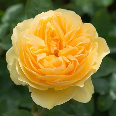 Саженцы роз ГРЕХАМ ТОМАС английская  Саженцы роз ГРЕХАМ ТОМАС английская в Москве