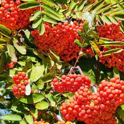 Рябина СОРБИНКА сладкоплодная — описание сорта Рябина СОРБИНКА сладкоплодная в Москве