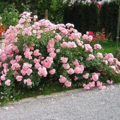 Саженцы роз БОНИКА флорибунда — описание сорта Саженцы роз БОНИКА флорибунда в Москве