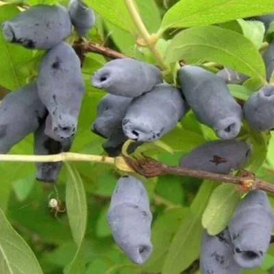 Жимолость съедобная РОКСАНА — описание сорта Жимолость съедобная РОКСАНА в Москве