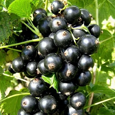 Смородина черная ГАРМОНИЯ  Смородина черная ГАРМОНИЯ в Москве