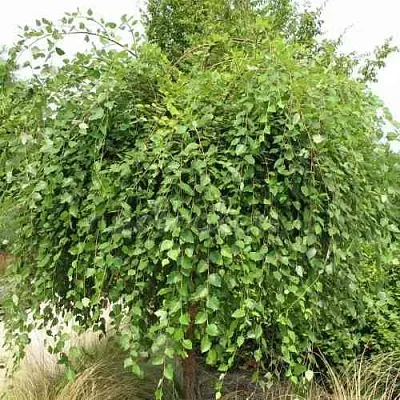 Береза САММЕР КАСКАД черная  Береза САММЕР КАСКАД черная в Москве