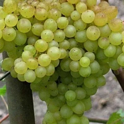 Виноград КИШМИШ 342 в Москве